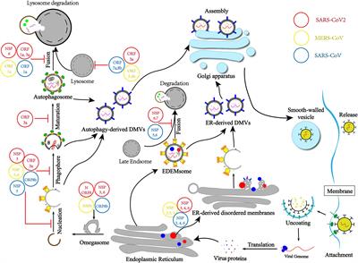 Coronavirus Usurps the Autophagy-Lysosome Pathway and Induces Membranes Rearrangement for Infection and Pathogenesis